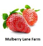 Hulled Barley 5 Pounds (dehulled) USDA Certified Organic Non-GMO Bulk Product of USA Mulberry Lane Farms