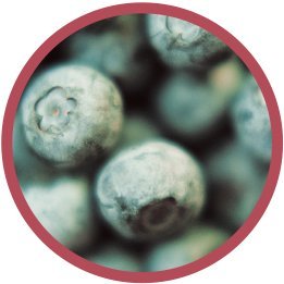 Modern Oats Goji Blueberry Instant Oatmeal Cups with Lid – Gluten-Free Vegan Non-GMO Oatmeal with Protein &amp Fiber – Breakfast On the Go – Whole Grain Oats with Goji Berries Blueberries Nuts &a
