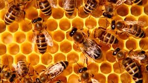 Mielomex Tres colmenas Honey Gourmet 100% bee (360 Grams) Organic Purity certificate. (12.6Oz)