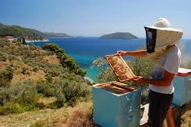 Ikaria Greek Heather Honey (Anama honey) Raw Unheated Unfiltered and Unpasteurized250g
