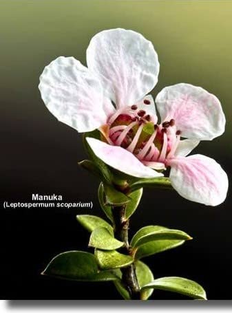 Airborne Manuka Honey Monofloral 70+ 100% Pure New Zealand Honey. Certified. Guaranteed. RAW. Non-GMO (17.85 oz)