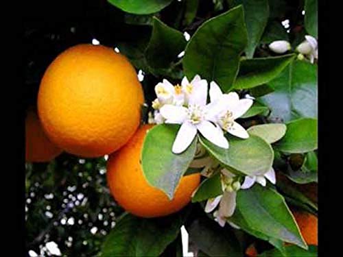 Greek Honey Taygetos Mountain From Orange Trees 460gr 16.22oz Organic