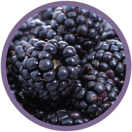 Modern Oats All Natural Oatmeal Cups Mango Blackberry 2.6 Ounce Cup (Pack of 12)