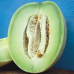 Honey Dew Melon Earli-Dew 100 Seeds