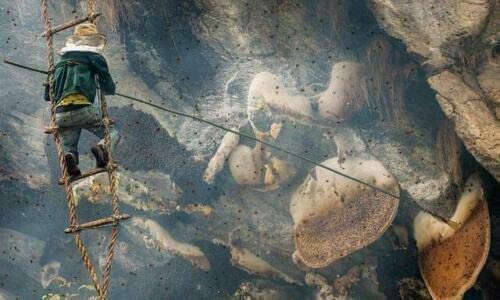 Wild Himalayan Cliff Honey Red Honey 200g from Lamjung Nepal Harvested by Indigenous Tribes Wildflower Nectar