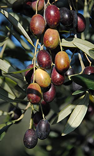 Taggiasca Extra Virgin Olive Oil by Benza
