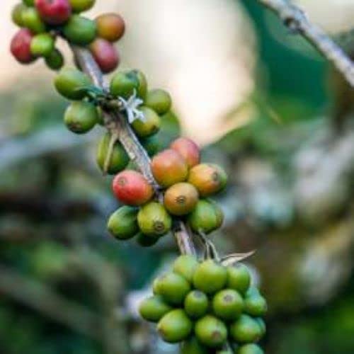 Sumatra Single Origin | Organic | Dark Roast | Fresh Roasted | Ground Coffee | 1lb 1-Pack