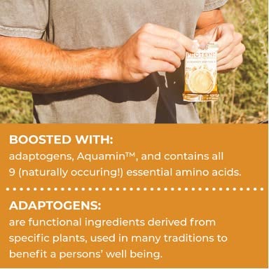 Laird Superfood Functional Protein Bars – Protein Bar but Better with Real Ingredients Functional Mushrooms 10g Plant-Based Protein 6g Fiber - Non-GMO - Peanut Butter 10 Count (Pack of 1)