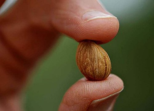 Apricot Seeds California Grown Bitter Raw 100% All Natural From Organic Farms 1 LB