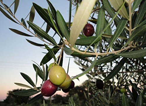 Texas Hill Country Olive Co Garlic Infused Olive Oil - Cold Pressed Gourmet EVOO Olive Oil - Great for Dressing Dipping Marinade - No Artificial Flavors or Added Sugar - Made in Texas (8.5 oz)