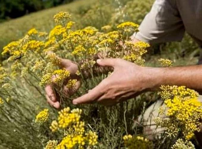 Helichrysum Immortelle Dried Flowers (2 OZ = 57 grams) Sandy Immortelle Herb Tea Wild Harvest from Armenia