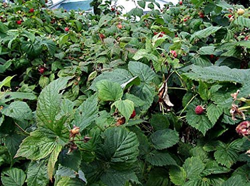 Certified Organic Raspberry Leaf Cut &amp Sifted by Herb Co 100% Natural for Herbal Tea &amp Skincare Kosher 1/4 lb