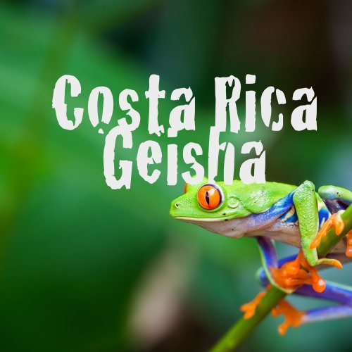 Geisha Coffee Costa Rica Whole Bean Fresh Roasted 16-ounce