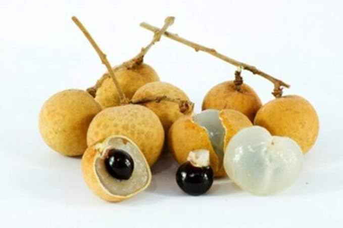 Golden dried Longan From Thailand 100% Sweet Fruit Natural
