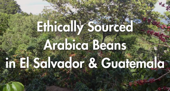 Café Grumpy Coffee Momentum Blend Whole Arabica Beans 12oz Bag Medium Roast Drip French Press Pour Over Cold Brew (Whole Beans)