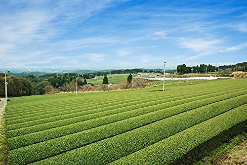 SmileTea Japanese Green Tea - 100g Pure Japanese Anti-oxidant Rich Shade Grown Kabusecha Sencha Loose Leaf Tea with Floral Note Full of Umami Taste 3.50z. Bag