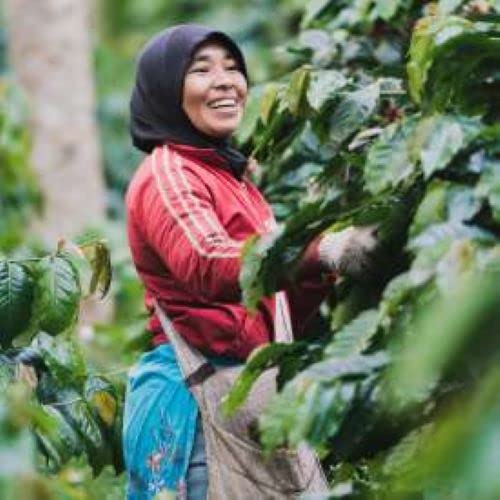 Sumatra Single Origin | Organic | Dark Roast | Fresh Roasted | Ground Coffee | 1lb 1-Pack