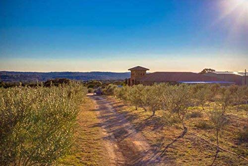 Texas Hill Country Olive Co Miller's Blend Extra Virgin Olive Oil - Cold Pressed EVOO Gourmet Olive Oil - Rich &amp Robust - Perfect for Dressing &amp Dipping - Award Winning &amp Made in Texas (16