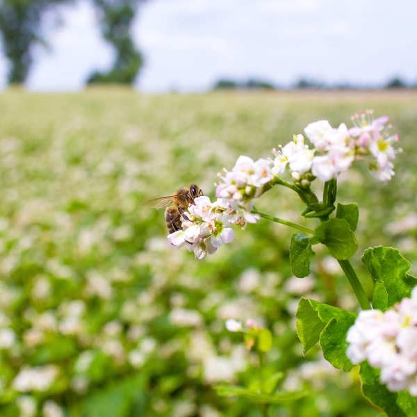 Buckwheat honey - 300g jar - 100% natural harvested in the Breton regions of France a pure and unique honey.