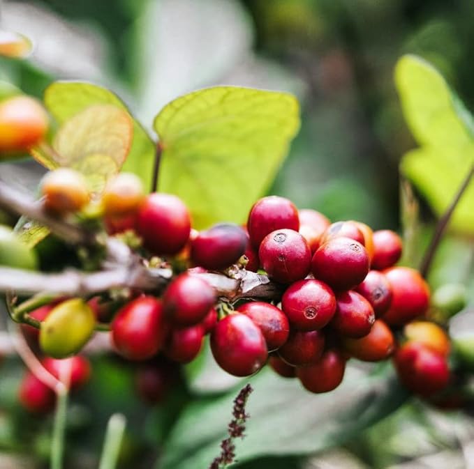 Gustos Coffee Premium Selection | Puerto Rican High End Medium Roasted Whole Bean Coffee (1 12oz)