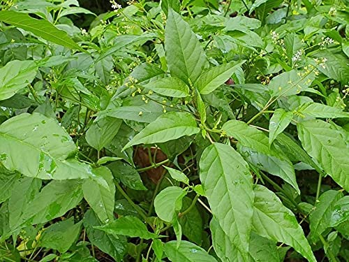 Jamaican Dog Blood Herb (Fertility Bush) Rivina Humilis (Powder)