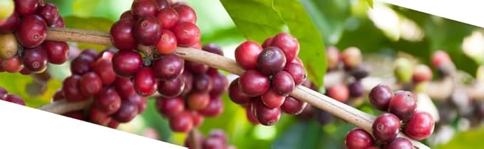 Roastika - Premium Green Coffee Bean - Kenya Plus AA - 20lb - single Origin - Unroasted Coffee Bean