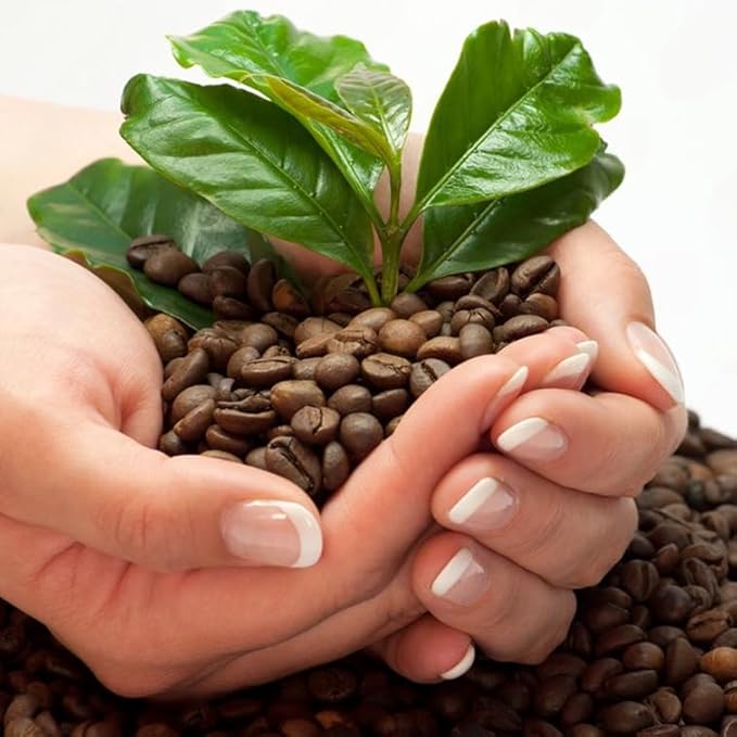 Coffee Plant Arabica Real Live Plant for Sale (12 Pack) | Coffee Lover's Dream | Easy to Grow Live for Planting | Grow Your Own Food on Your Edible Organic Garden |