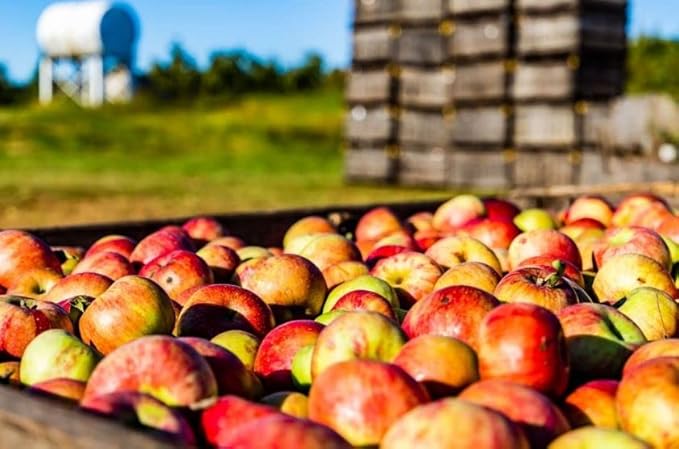 White House Organic Apple Cider Vinegar Shots Raw Unfiltered On the Go (Organic Pack of 24)