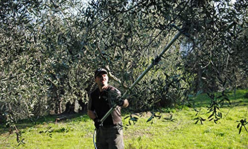 Taggiasca Extra Virgin Olive Oil by Benza