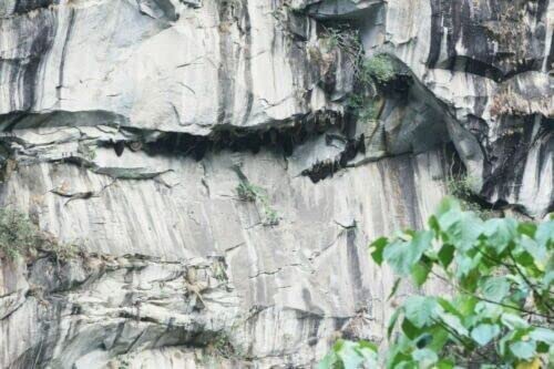 Wild Himalayan Cliff Honey Red Honey 300 Gram from Lamjung Nepal Harvested by Indigenous Tribes Wildflower Nectar 10.5 Ounce
