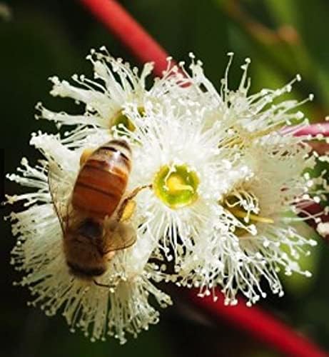 Fewster's Farm TA 30+ Jarrah Honey 500g Pack of 1