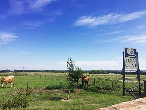 Texas Hill Country Olive Co Blood Orange Infused Olive Oil - Cold Pressed Gourmet EVOO Olive Oil - Great for Dressing Dipping Marinade - No Artificial Flavors or Added Sugar - Made in Texas (8.5 oz)