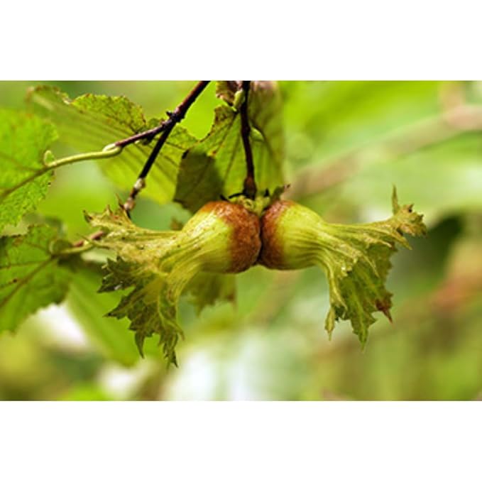 Natural Giresun Plump Hazelnut Oil 100% Cold Pressed Organic Additive-Free Authentic Turkish Product (GİRESUN FINDIK YAĞI) 250 ml / 845 fl oz