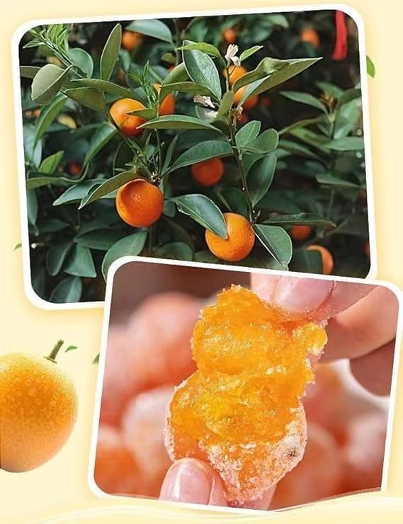 Rock sugar dried kumquatnatural dried kumquat candied fruit 500g/cannutritious preserved fruit snacksSweet OrangeInstant dessertsdelicious Dim sum (1 can)