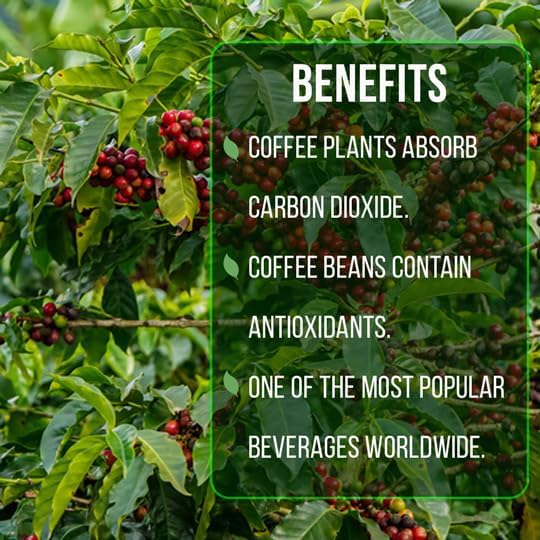 Coffee Plant Arabica Real Live Plant for Sale (8 Pack) | Coffee Lover's Dream | Easy to Grow Live for Planting | Grow Your Own Food on Your Edible Organic Garden |