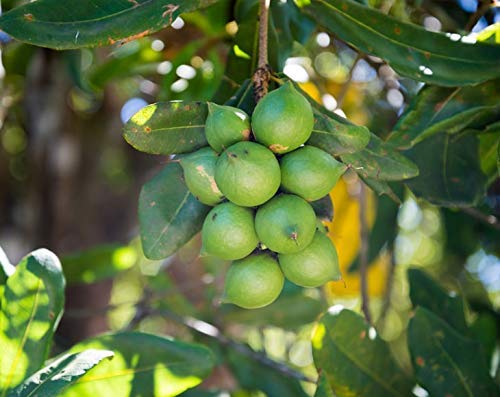 Food to Live Organic Whole Macadamia Nuts 18 Pounds – Non-GMO Raw Shelled Unsalted Kosher Vegan Bulk. Keto Snack. Buttery Flavor. Good Source of Fiber Healthy Fats. Perfect for Desserts.