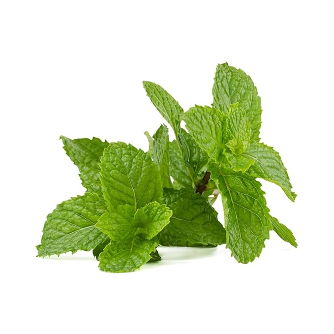 OliveNation Peppermint Oil 8 ounces