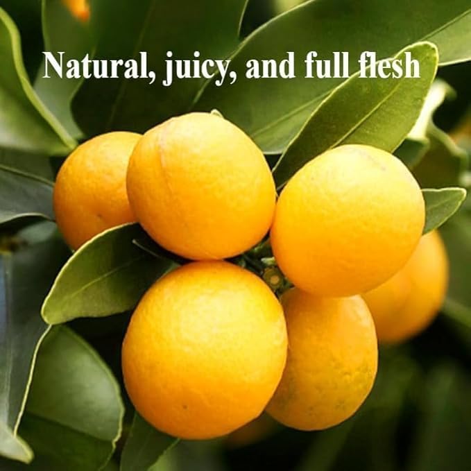 Rock Sugar Kumquats【17.74OZ/Can】Natural Fresh Fruit SnacksHealthy Preserved Fruit SnacksDim SumDelicious Classic Chinese Snack GiftsDried Mixed Fruits (1canSweet kumquat)