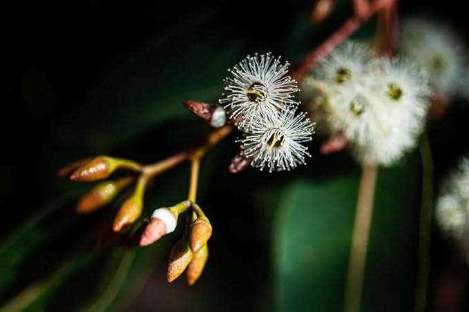 Jarrah Honey TA 50+ - Jarrah Honey is nectar gathered by bees from the flowers of the Jarrah Tree (500 g)