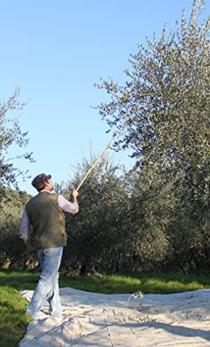 Taggiasca Extra Virgin Olive Oil by Benza