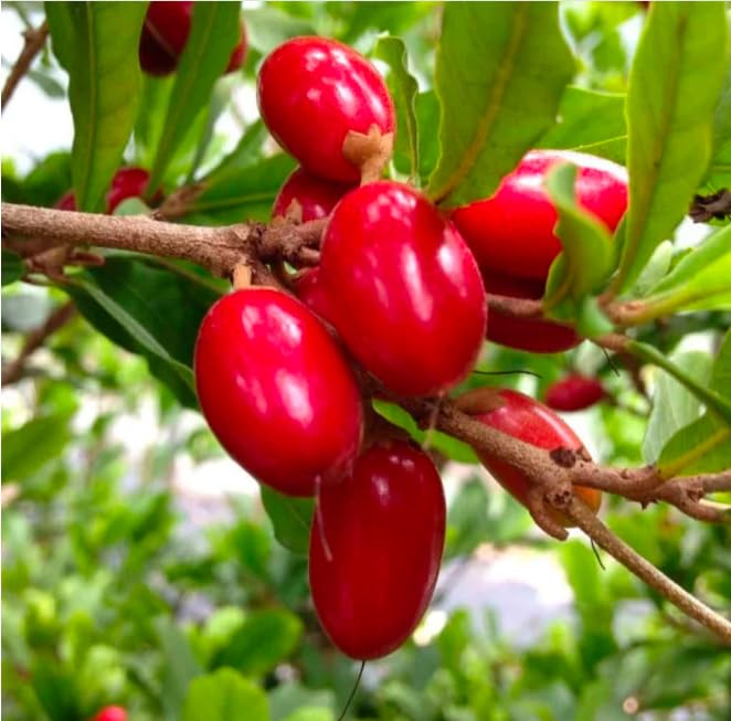 Synsepalum dulcificum(Miracle Fruit Tablet) 1 blister(10 candy count) 100% natural and organic (4)