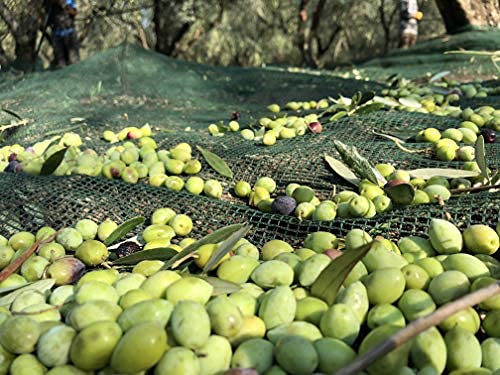 Laconiko Ultra Premium 100% Extra Virgin Olive Oil Value Pack | Cold Pressed | From Greece | KORONEIKI Variety | 2025 Gold Medal Award Winning NYIOOC | (76.1 OZ (6 Bottles of 12.7 OZ))