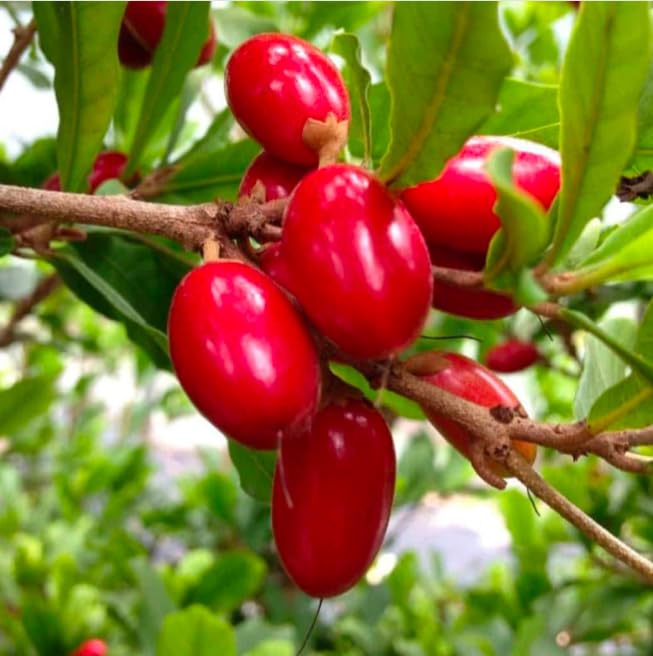 Synsepalum dulcificum(Miracle fruits candy) 25 pieces of miracle fruits candy effect lasts for 30 to 90 minutes 100% natural and organic. (25)