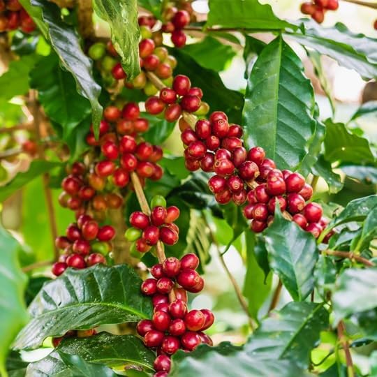 Coffee Plant Arabica Real Live Plant for Sale (8 Pack) | Coffee Lover's Dream | Easy to Grow Live for Planting | Grow Your Own Food on Your Edible Organic Garden |