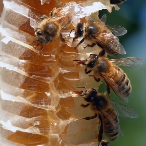 Morning Root by Nirwana – Wild Bee Tualang Honey Malaysian Rainforest Multifloral Honey 325 g Glass Jar