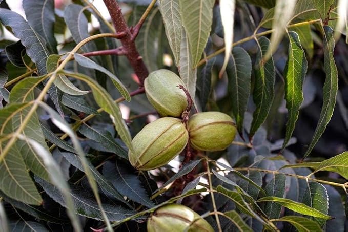 Food to Live Organic Pecan Halves 3 Pounds – Non-GMO Kosher Raw Pecan Nuts Unsalted Vegan Kosher Shelled Sirtfood Bulk. Good source of Calcium and Zinc. Great for Pecan Pie Salads Mixes