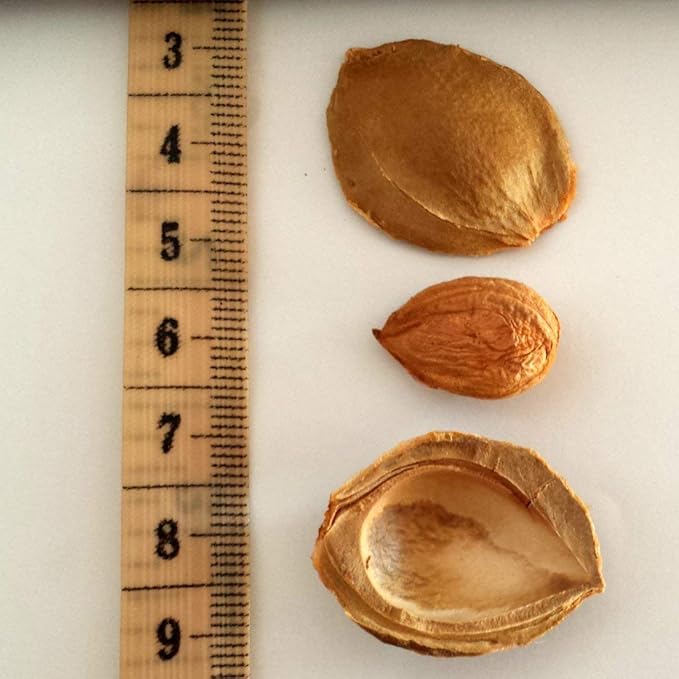 Apricot Seeds California Grown Bitter Raw 100% All Natural From Organic Farms 1 LB