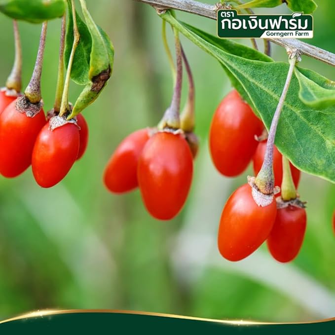กอเงิน Premium Dried Red Goji Berries – Whole Dried Wolfberries for Snacking Smoothies and Culinary Toppings 200g