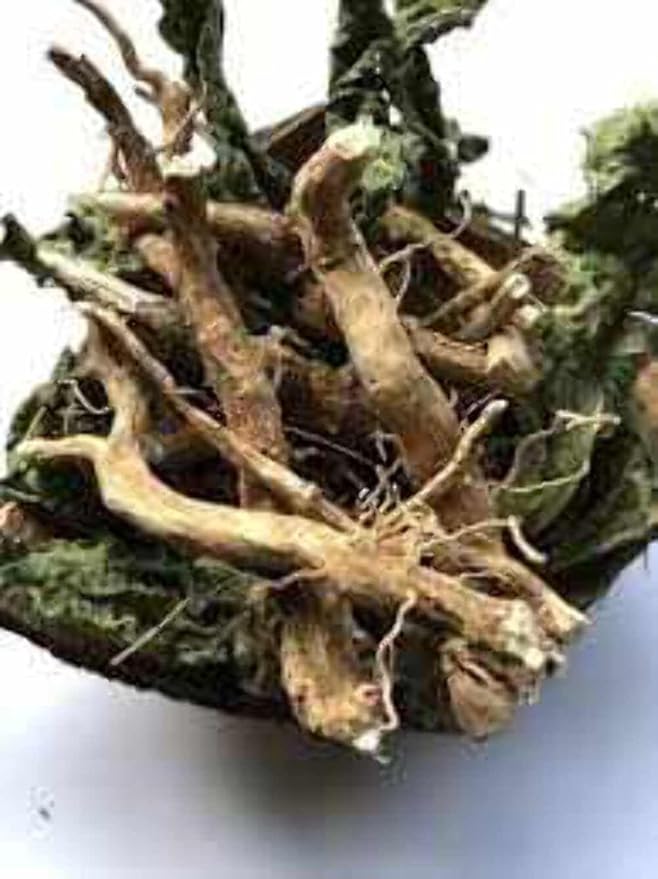 Rastaman Stew Guinea Hen Weed Tea 4oz – Jamaican Anamu (Petiveria Alliacea) Dried Leaves Stems &amp Roots | Wildcrafted Loose Leaf Herbal Bush Tea