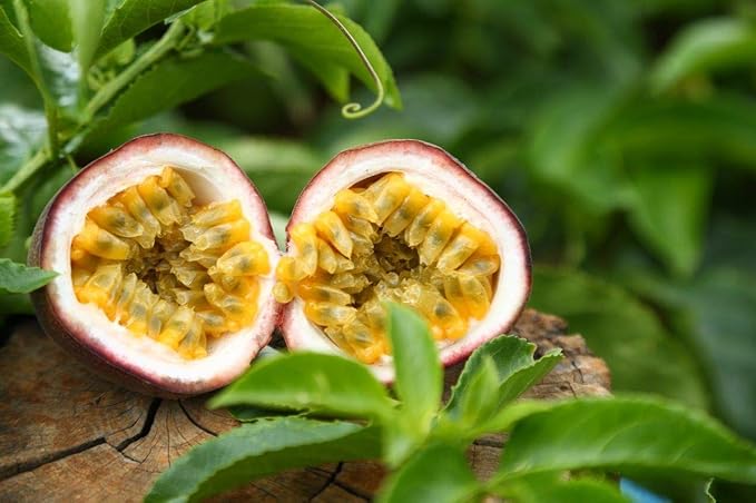 Naturally Delicious Dried Passion Fruit Maracuja 8-oz Bags No Added Chemicals No Added Colorings No Preservatives Made in Vietnam from fully mature fruits (8 oz)…